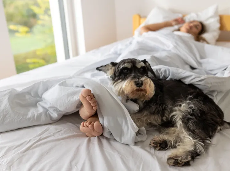 A kutyád veled aludjon, vagy inkább ne? A tudósok végre egyértelmű választ adtak