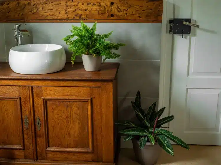 A legjobb növény a fürdőszobába és a mosdóba