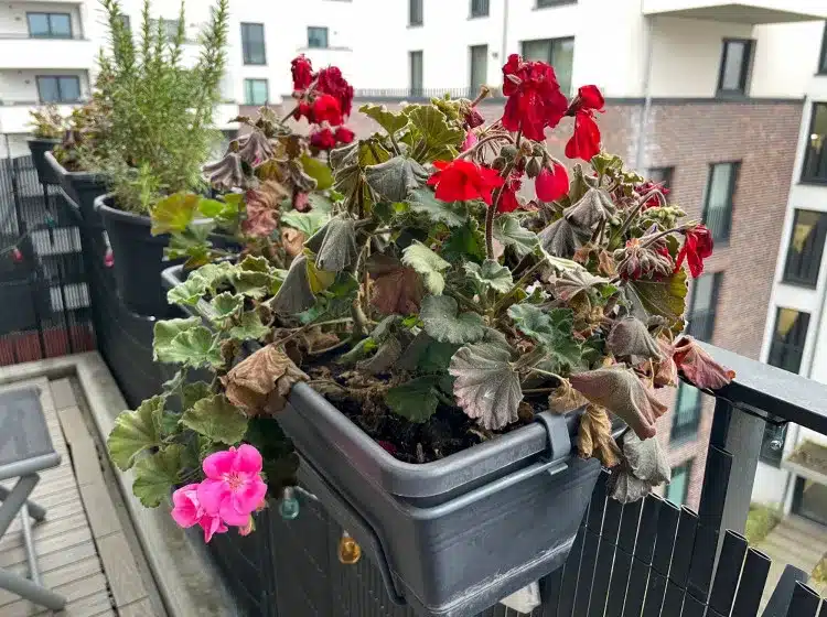 A muskátlikkal és petúniákkal ellentétben, ez a növény télen sem fagy el