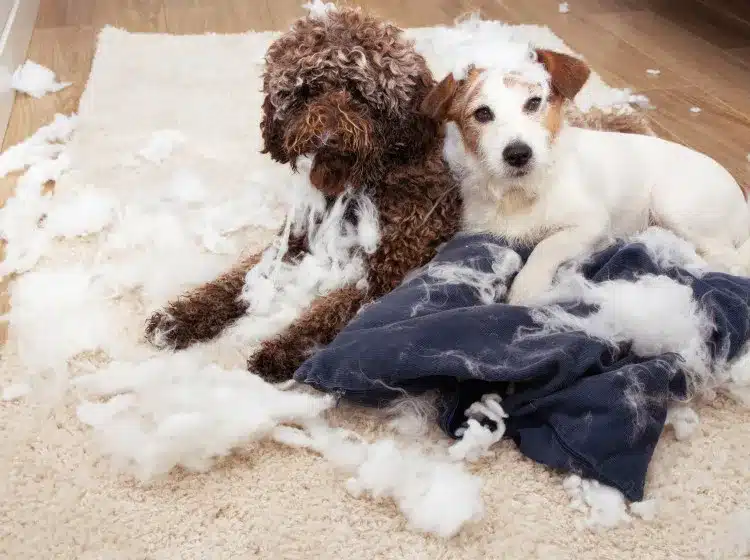 Három elbűvölő kutyafajta, amelyek az idegeidet és a lakást is próbára teszik