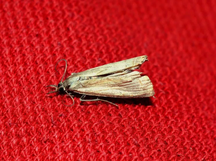 A molyok úgy félnek ettől, mint ördög a kereszttől. Minden háztartásban megtalálod