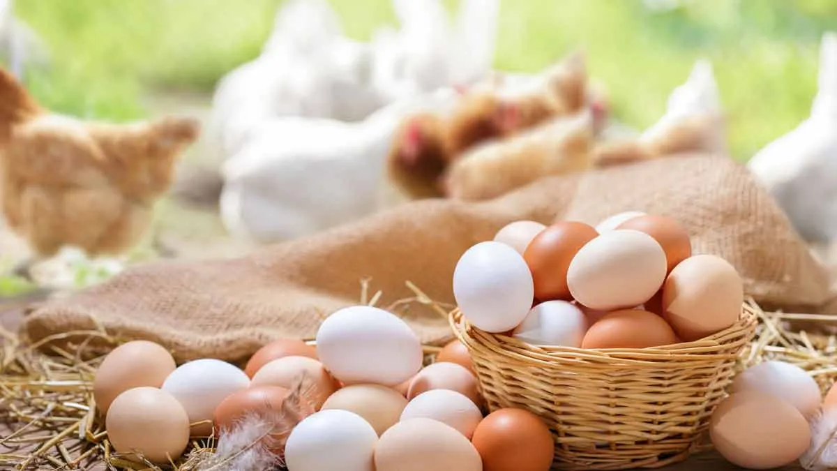 „Csak 60 évesen jöttem rá”: kevesen tudják, mi a különbség a fehér és a barna tojás között
